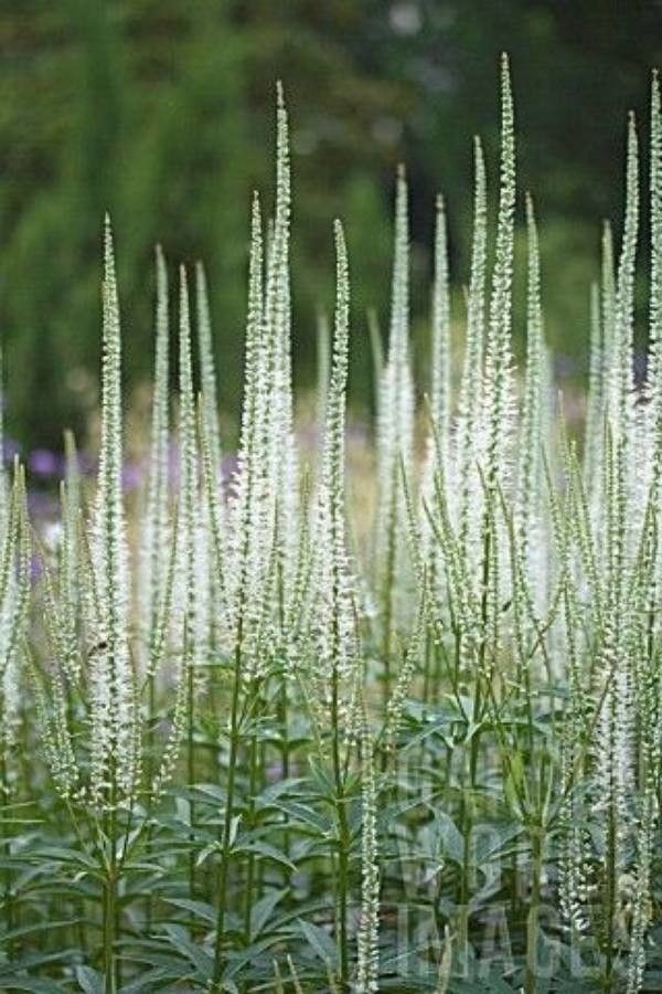Candelă de grădină (Veronicastrum virginicum)