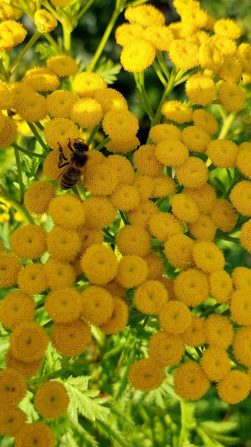 Vetricea (Tanacetum vulgare)