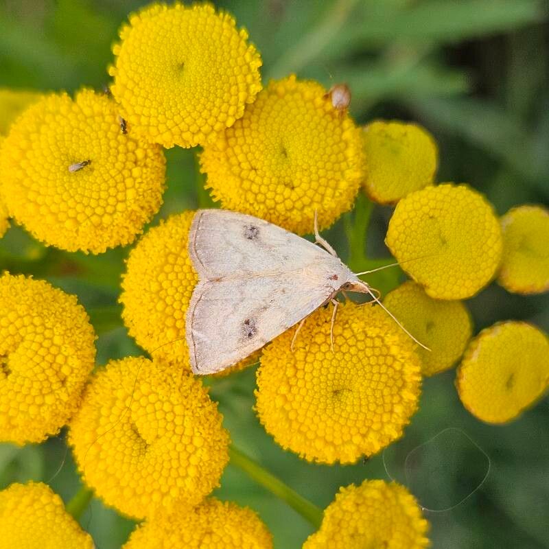 Vetricea (Tanacetum vulgare)