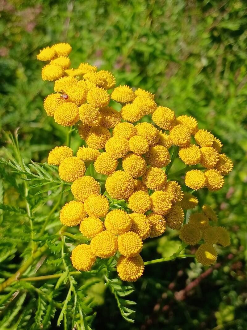 Vetricea (Tanacetum vulgare)