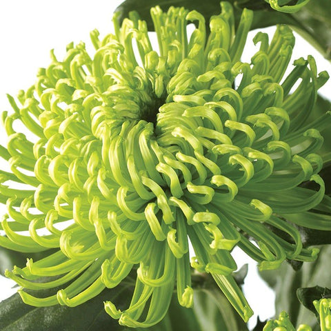 Crizamteme fideluță VERDE (Chrysanthemum spp.)