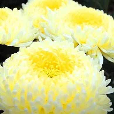 Crizamteme CREMIX ALB GALBEN (Chrysanthemum spp.)