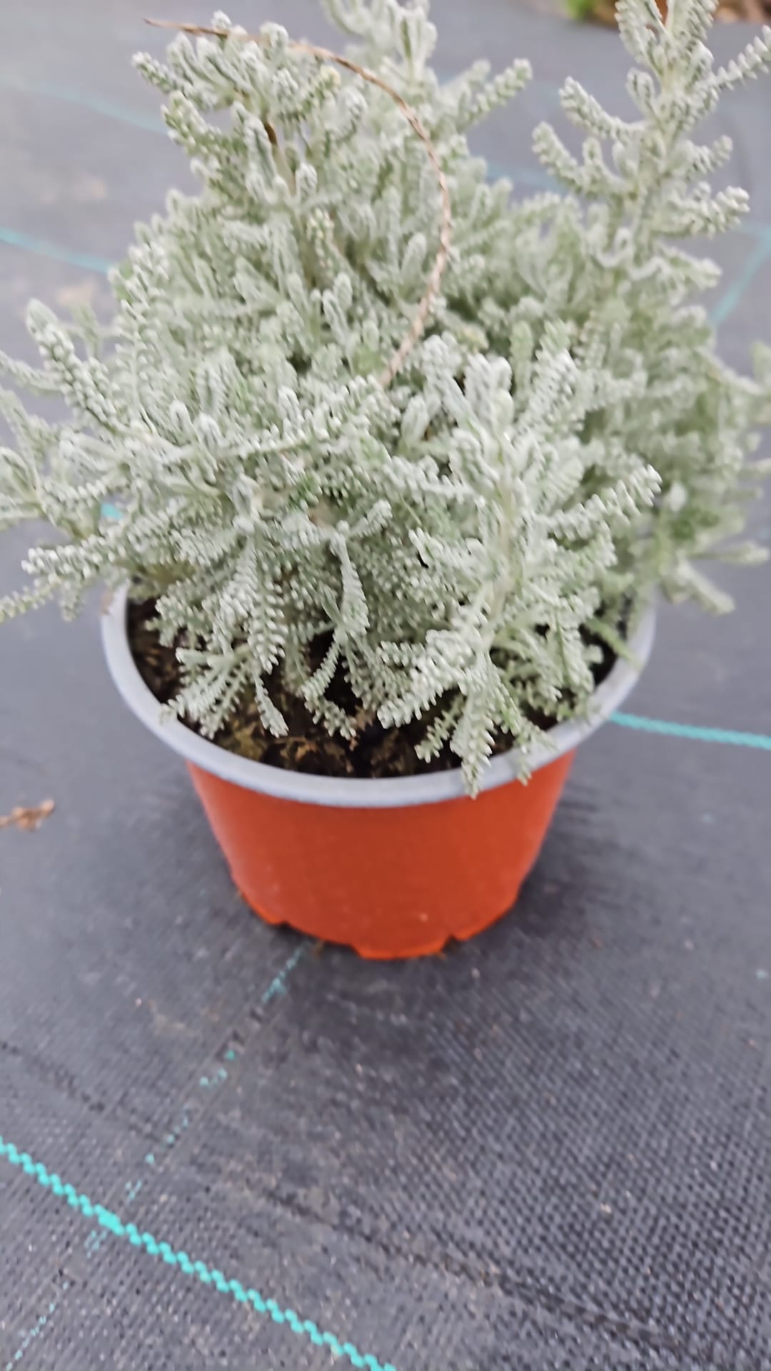 Santolina argintie (Santolina chamaecyparissus)