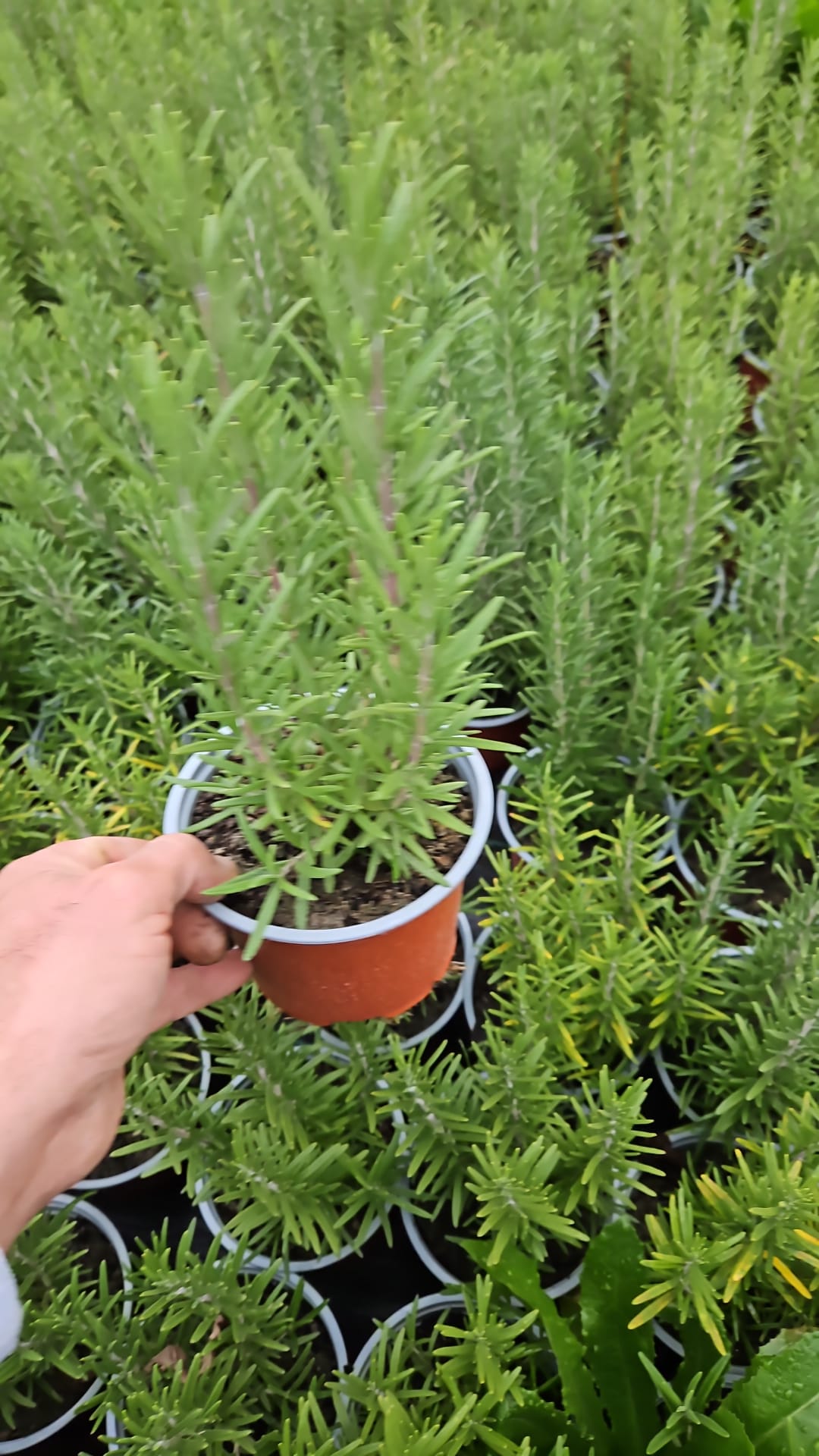 Rozmarinul (Salvia rosmarinus)