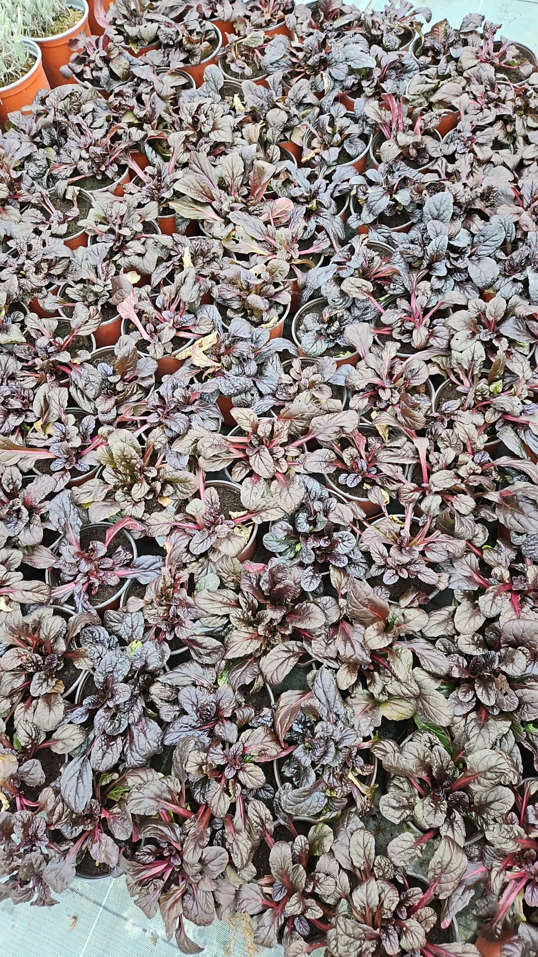 Vinețica (Ajuga reptans)