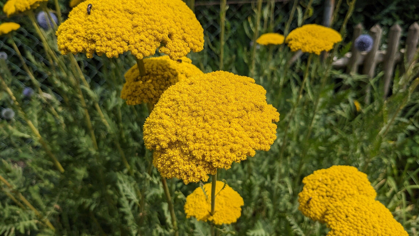 Coada șoricelului cu flori galbene (Achillea filipendula)