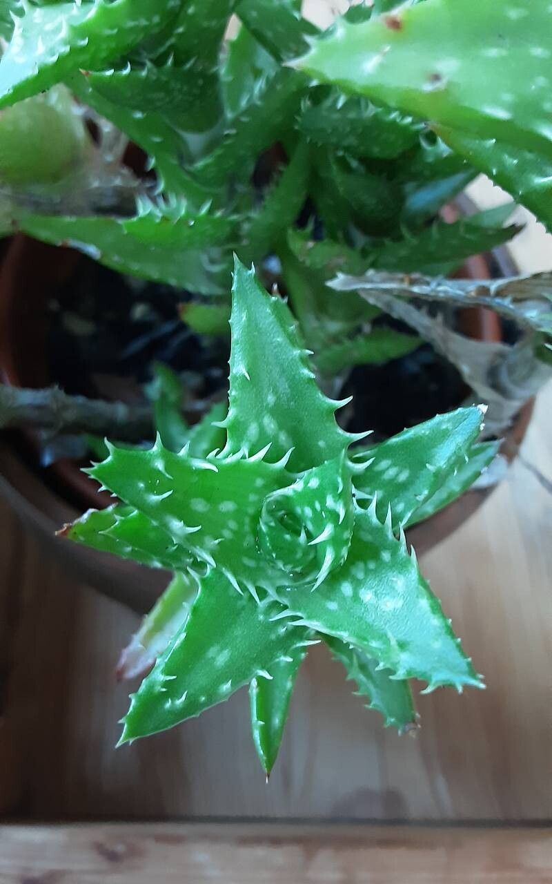 Aloe squarrosa
