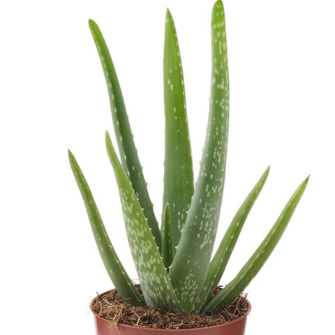 Aloe (Aloe vera)