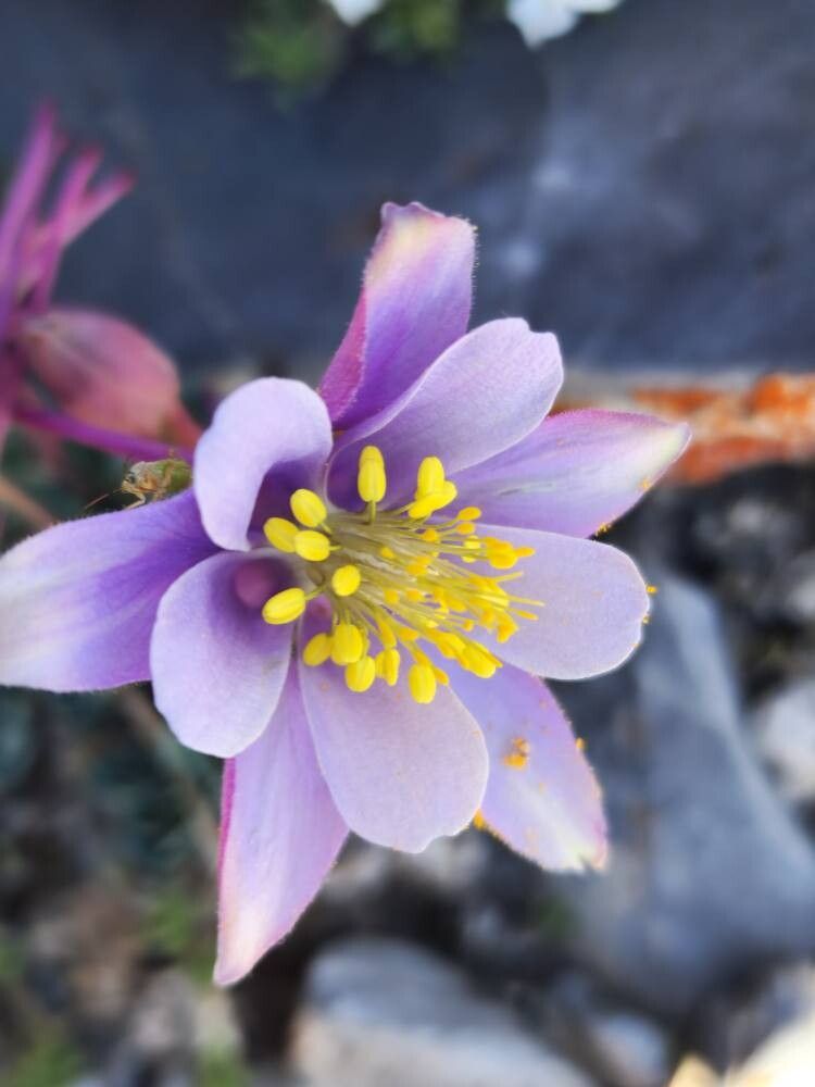 Căldărușe Colorado mix de culori (Aquilegia coerulea)