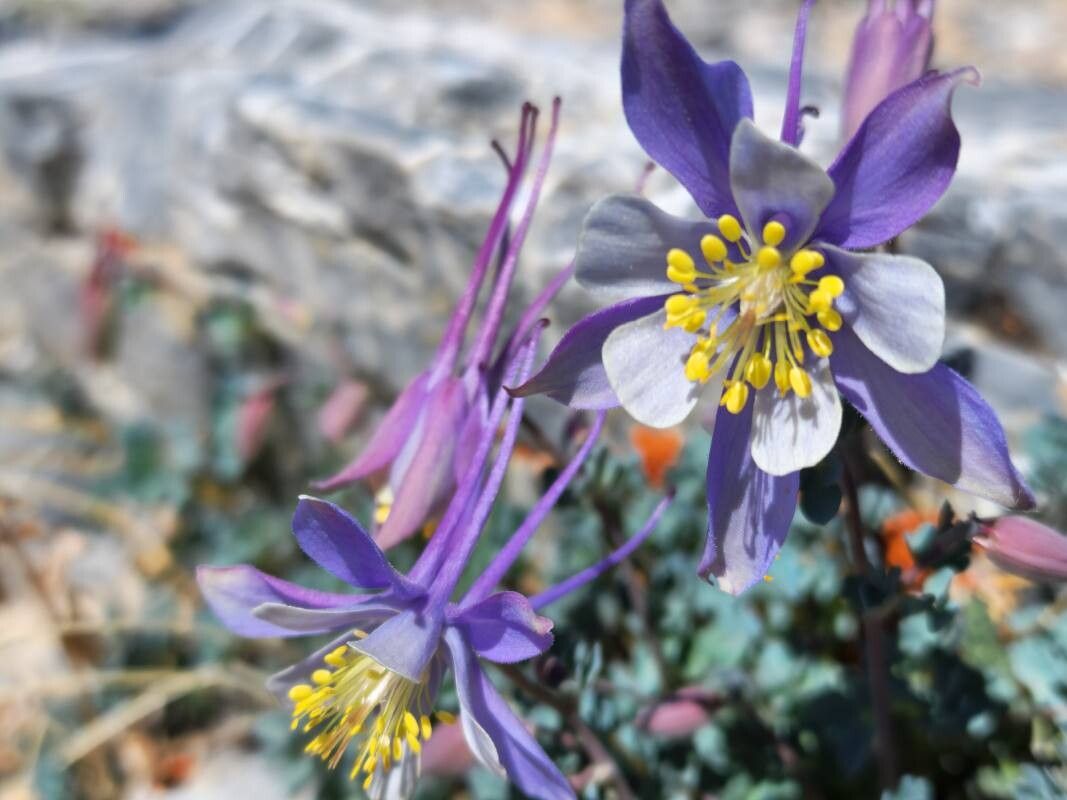Căldărușe Colorado mix de culori (Aquilegia coerulea)