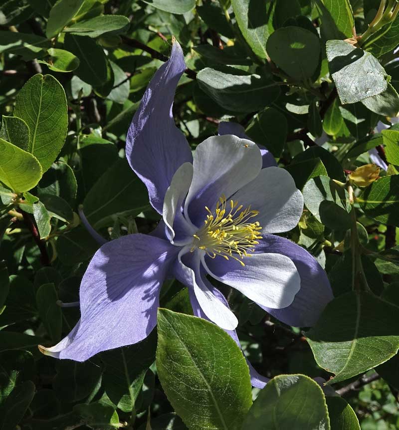 Căldărușe Colorado mix de culori (Aquilegia coerulea)
