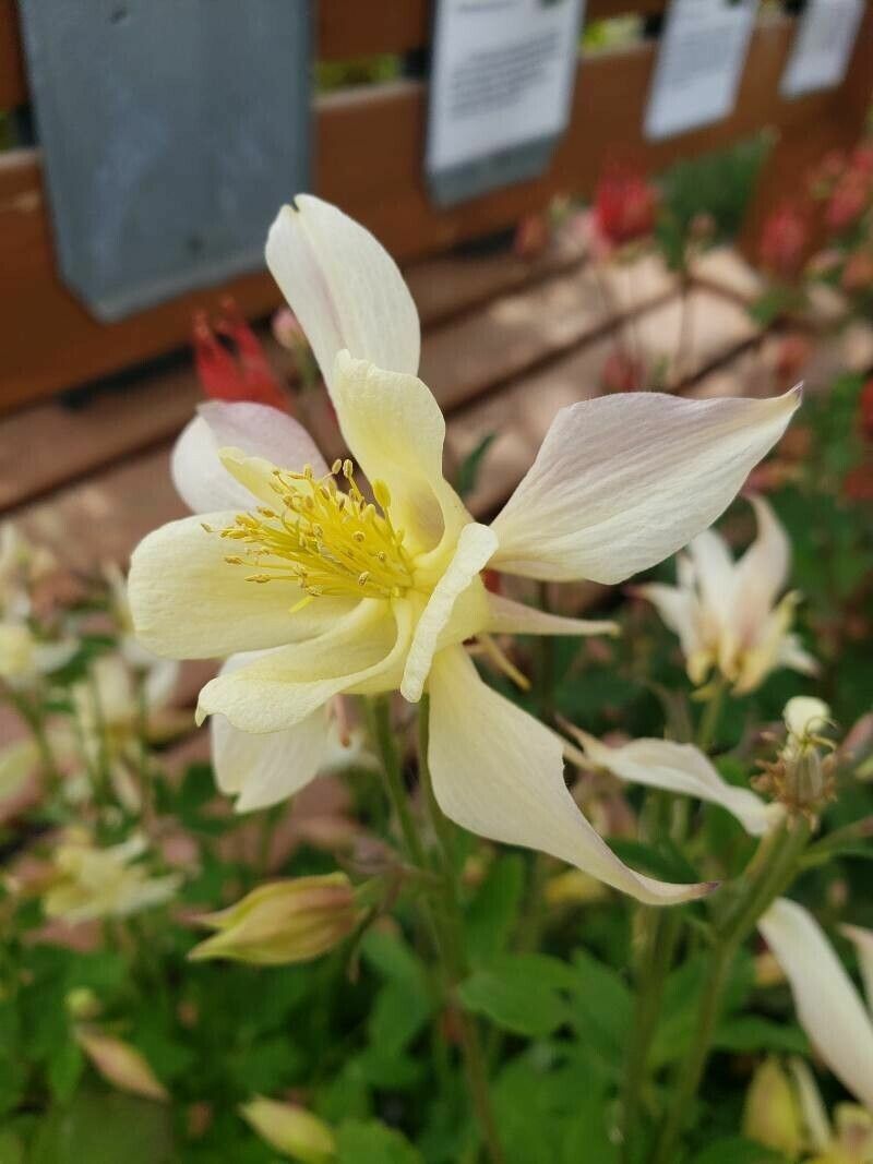 Căldărușe Colorado mix de culori (Aquilegia coerulea)