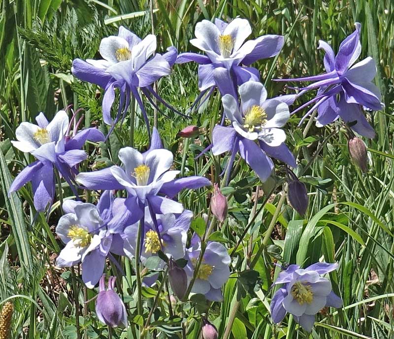 Căldărușe Colorado mix de culori (Aquilegia coerulea)