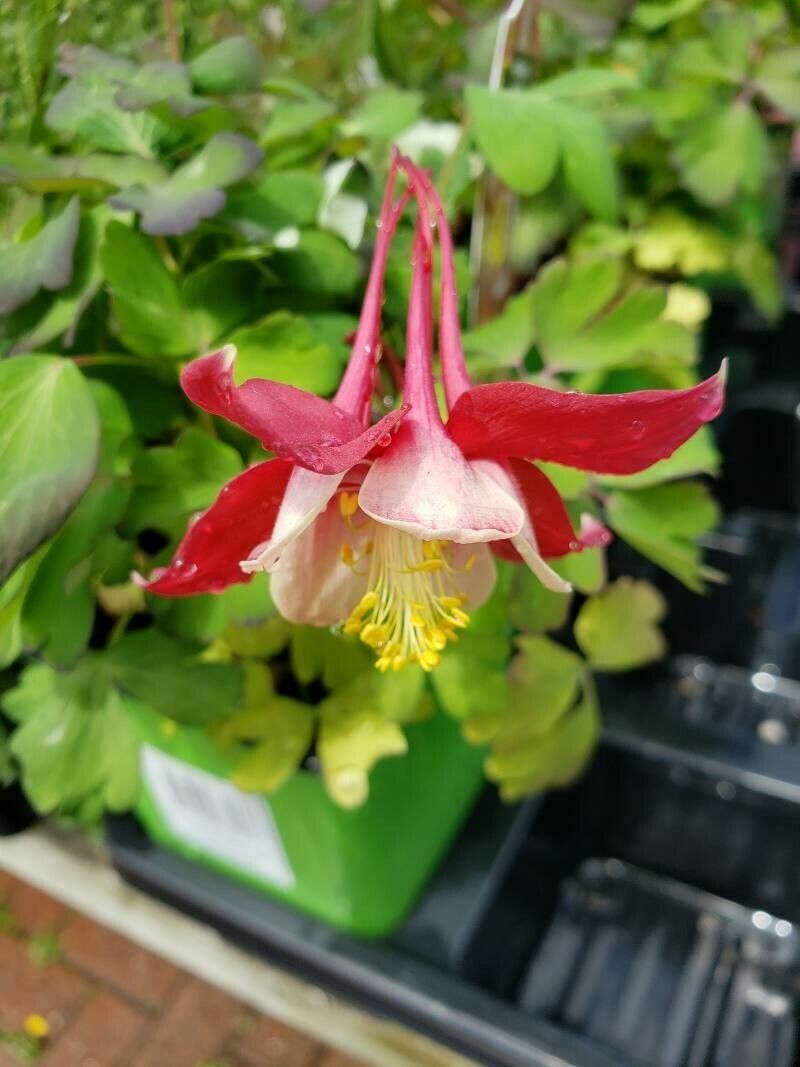 Căldărușe Colorado mix de culori (Aquilegia coerulea)