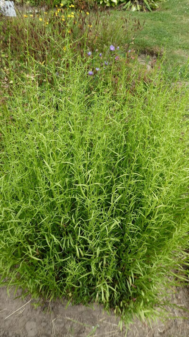 Tarhonul siberian (Artemisia dracunculus var. sativa)