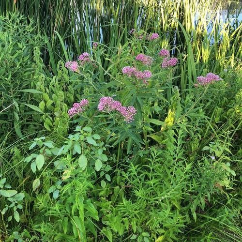 Leandrul de Muntenegru de grădină cu flori albe (Asclepias incarnata)