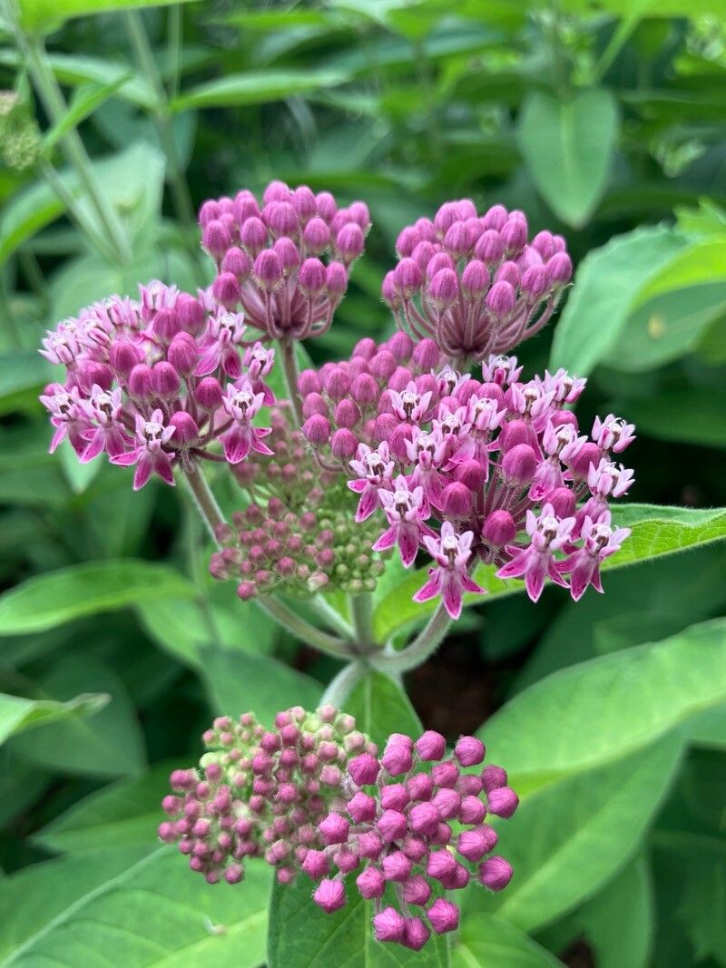 Leandrul de Muntenegru de grădină cu flori roz (Asclepias incarnata)