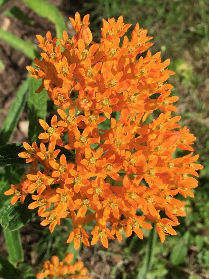 Leandru de Muntenegru de grădină (Asclepias tuberosa) (PRECOMANDA - SE LIVREAZĂ ÎN APRILIE -MAI)