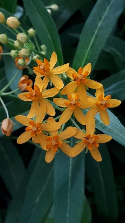 Leandru de Muntenegru de grădină (Asclepias tuberosa) (PRECOMANDA - SE LIVREAZĂ ÎN APRILIE -MAI)