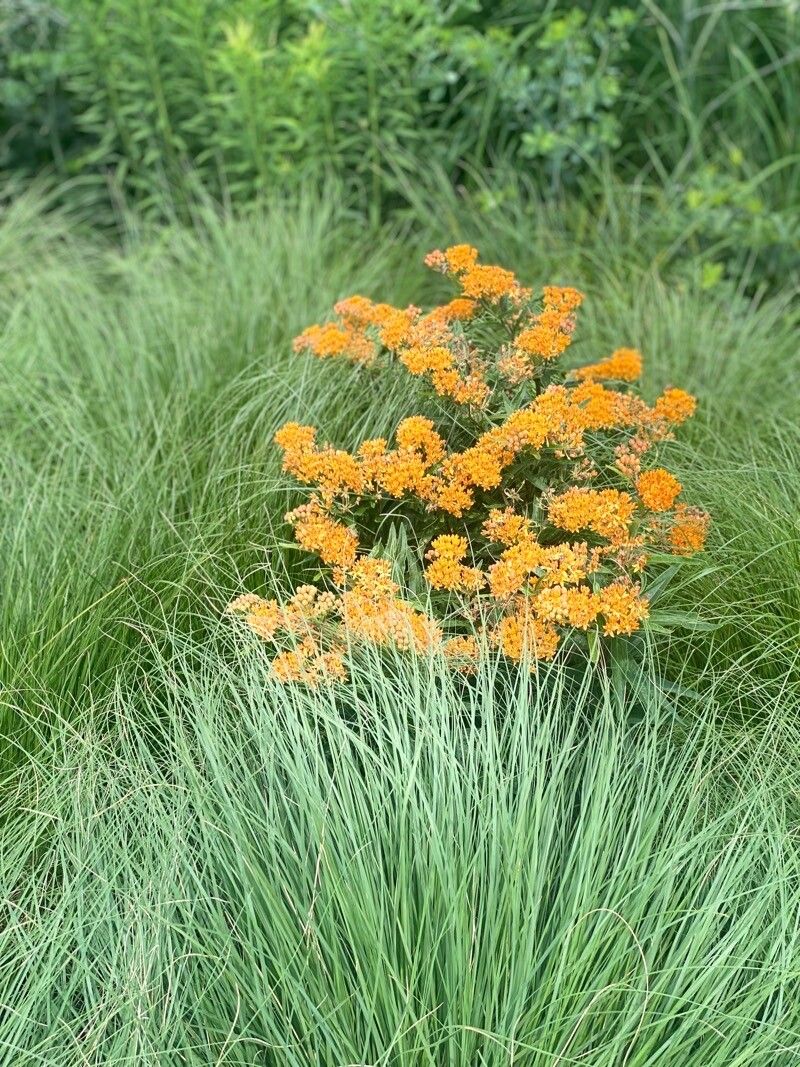 Leandru de Muntenegru de grădină (Asclepias tuberosa) (PRECOMANDA - SE LIVREAZĂ ÎN APRILIE -MAI)