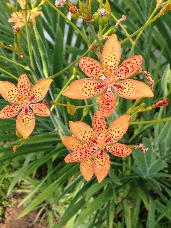 Crinul leopard (Belamcanda chinensis / Iris domestica)