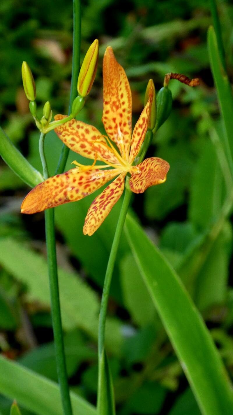 Crinul leopard (Belamcanda chinensis / Iris domestica)