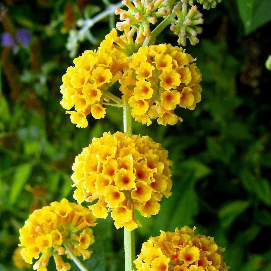 Liliac de vară galben (Budleja davidii)