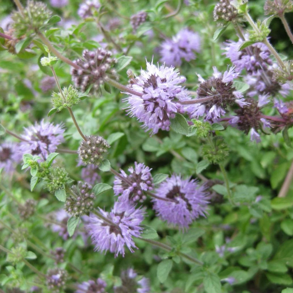 Busuiocul cerbilor (Mentha pulegium)