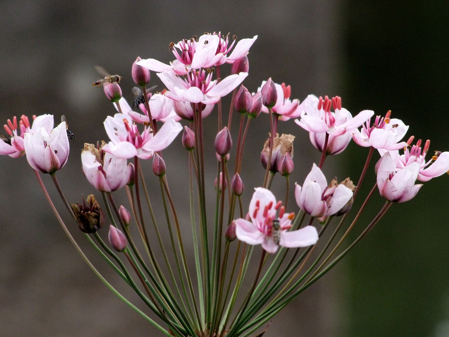 Crinul de baltă (Butomus umbellatus)