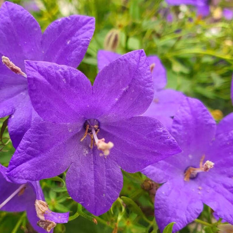 Clopoței carpatini (Campanula carpatica) (color mix)