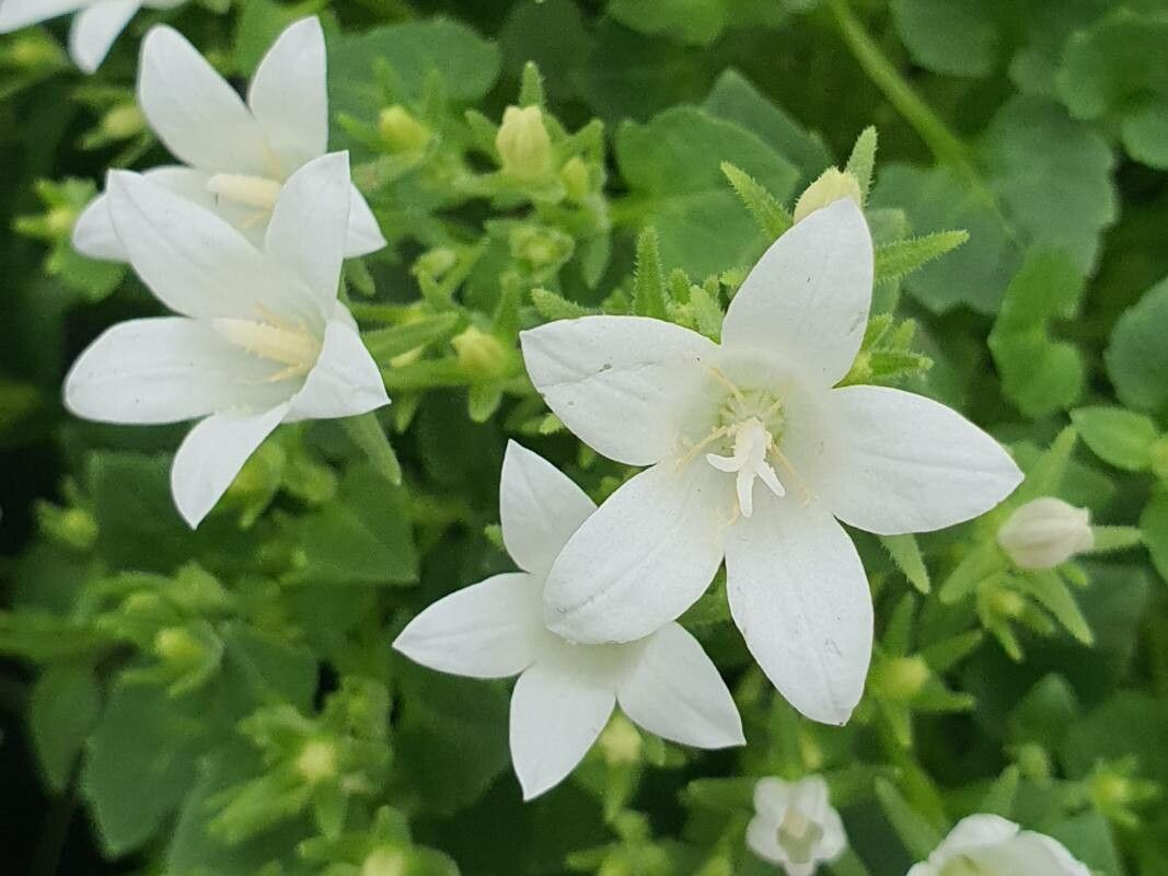Clopoței carpatini (Campanula carpatica) (color mix)