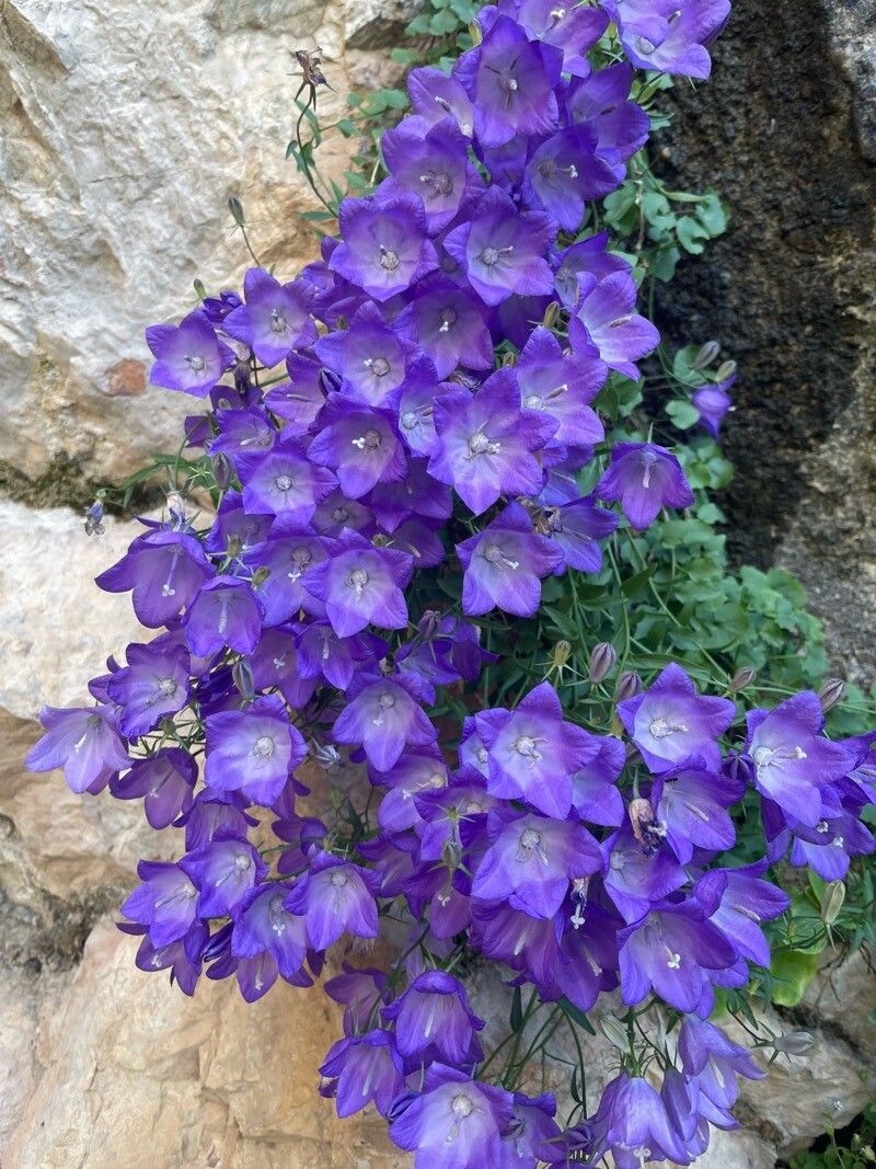 Clopoței carpatini (Campanula carpatica) (color mix)