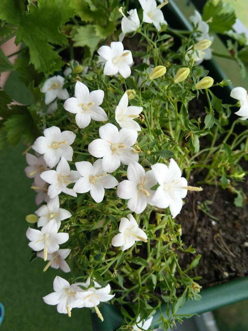 Clopoței carpatini (Campanula carpatica) (color mix)