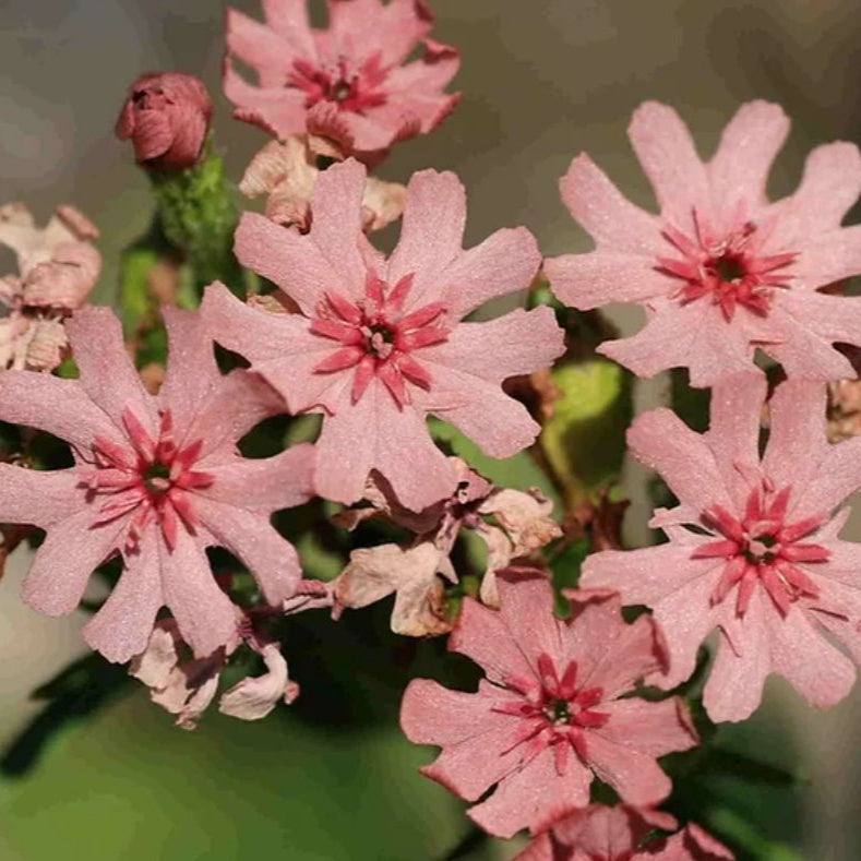 Crucea malteză Carnea Rosea (Lychnis chalcedonica)