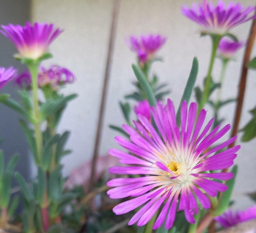 Floarea de gheață mov (Delosperma floribundum)