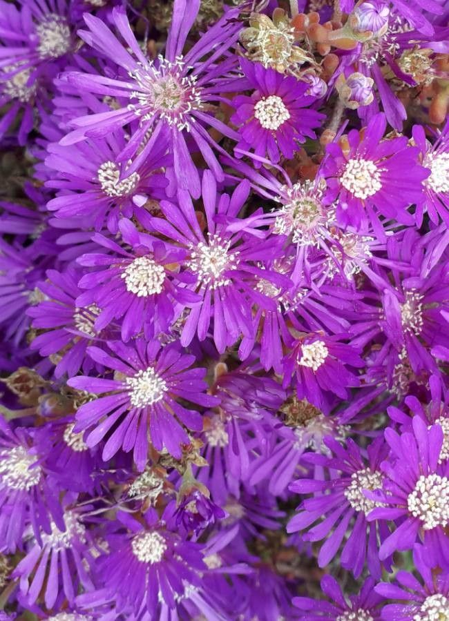 Floarea de gheață mov (Delosperma floribundum)