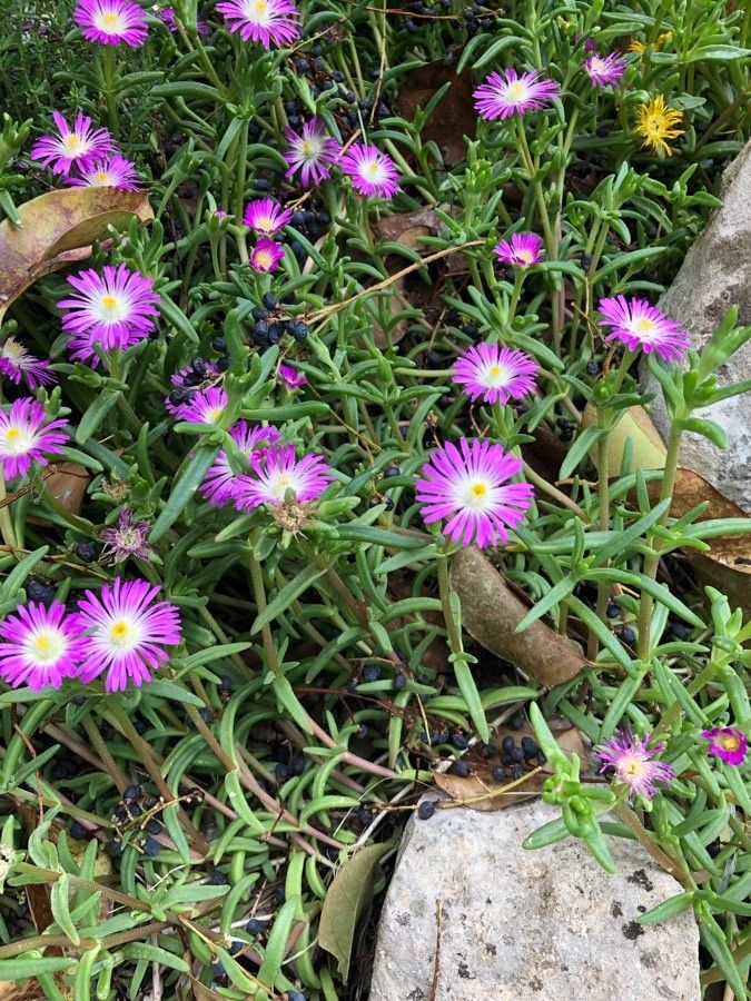 Floarea de gheață mov (Delosperma floribundum)