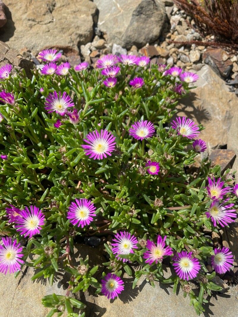 Floarea de gheață mov (Delosperma floribundum)