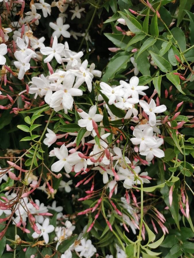 Iasomie albă parfumată (Jasminum officinale)