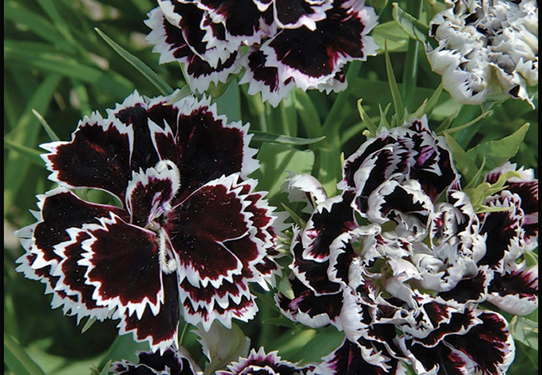 Garofiță chinezească "Nigra" (Dianthus chinensis)