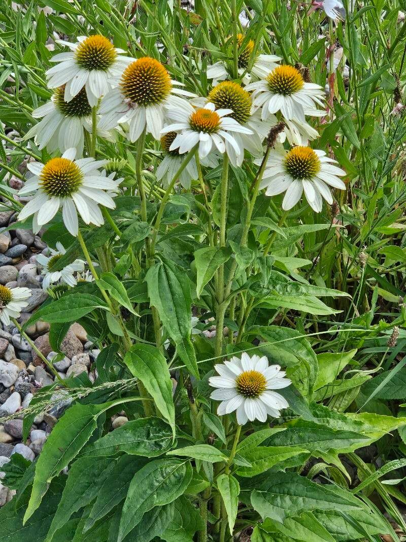 Echinacea albă (Echinacea purpurea)
