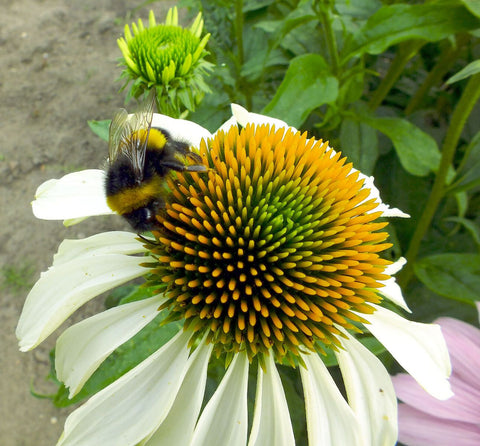 Echinacea albă (Echinacea purpurea)