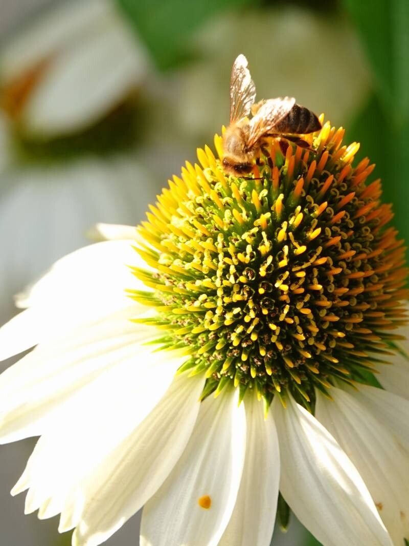 Echinacea albă (Echinacea purpurea)