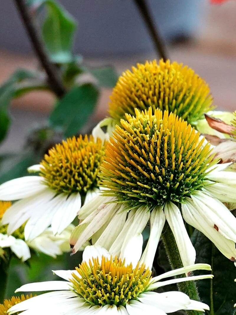 Echinacea albă (Echinacea purpurea)