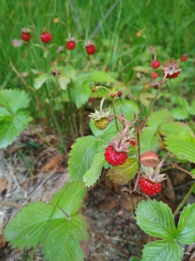 Fragi de pădure (Fragaria vesca)
