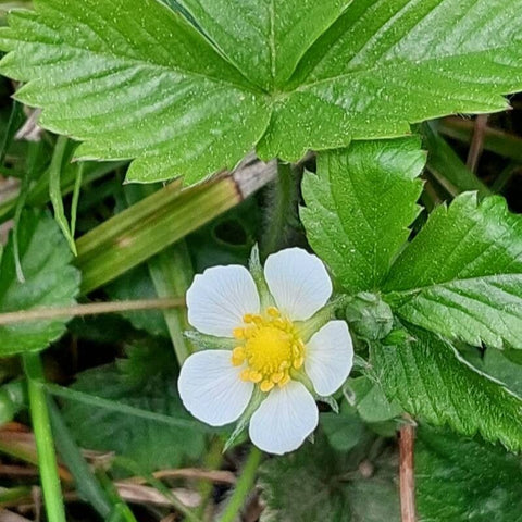 Fragi de pădure (Fragaria vesca) (DISPONIBIL DIN SEPTEMBRIE)