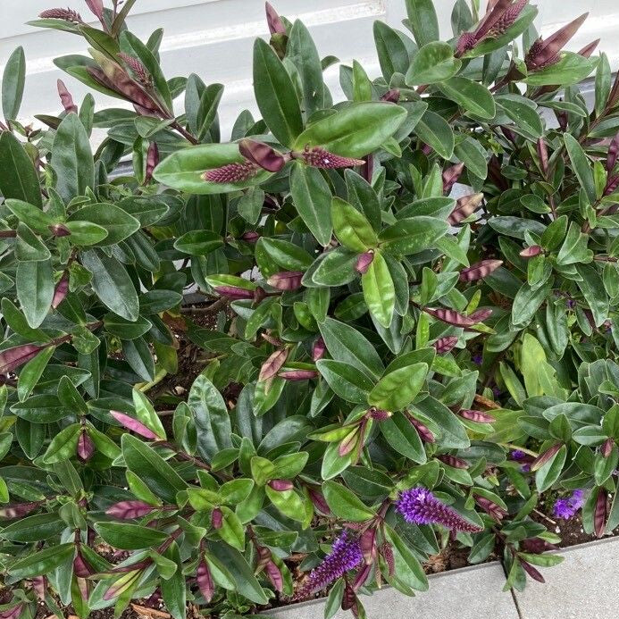 Hebe (Hebe andersonii)