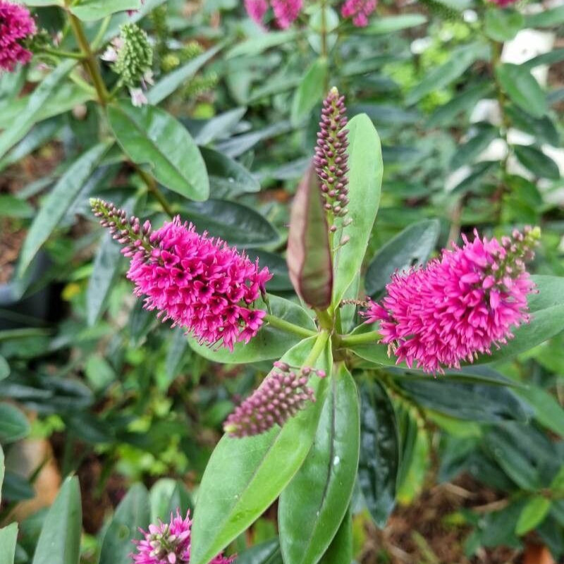 Hebe (Hebe andersonii)