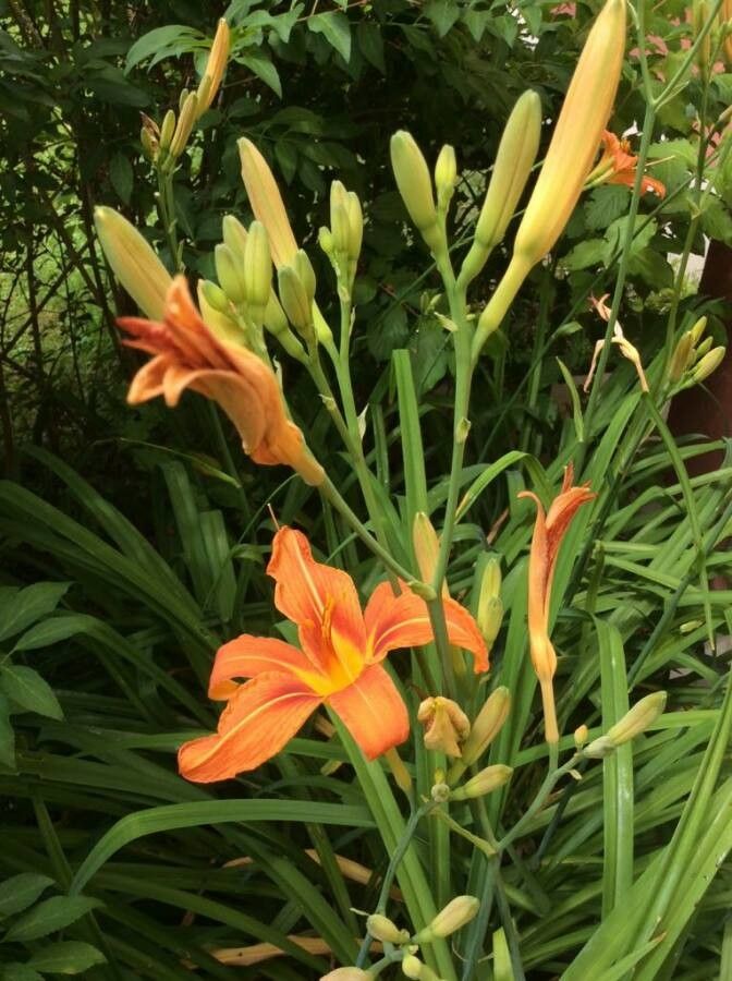 Crinul portocaliu de o zi (Hemerocallis fulva)
