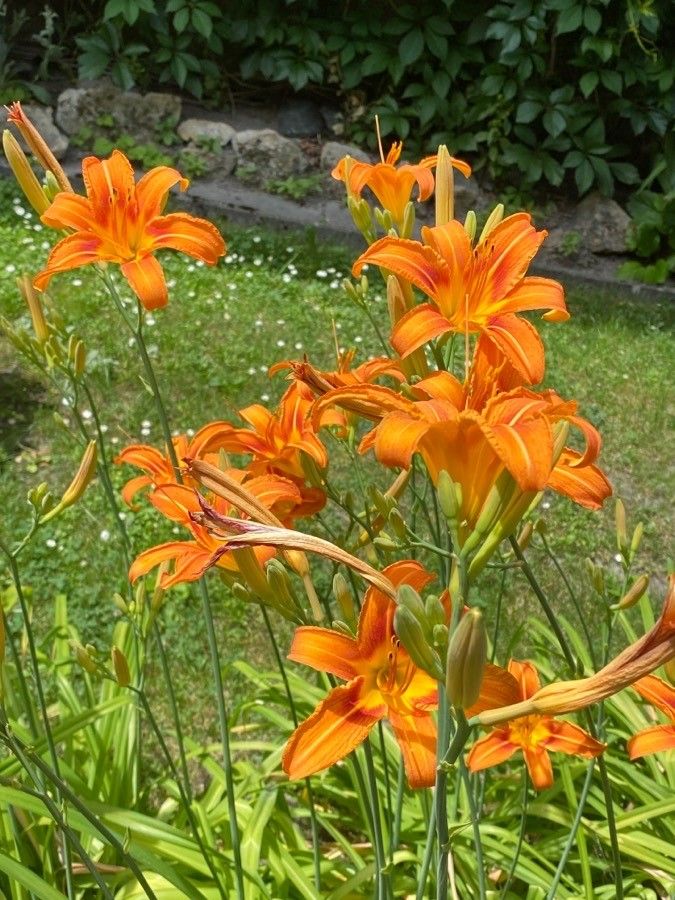 Crinul portocaliu de o zi (Hemerocallis fulva)